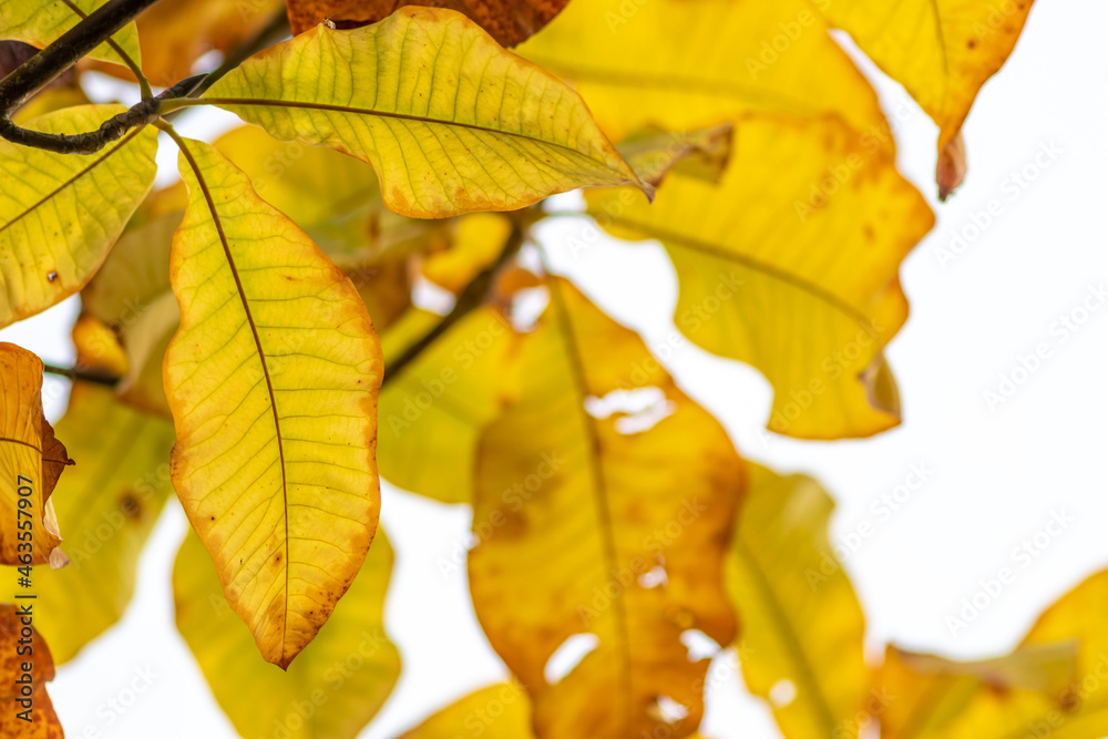 Obraz premium Colorful leaves in autumn and fall shine bright in the backlight and show their leaf veins in the sunlight with orange, red and yellow colors as beautiful side of nature in the indian summer season
