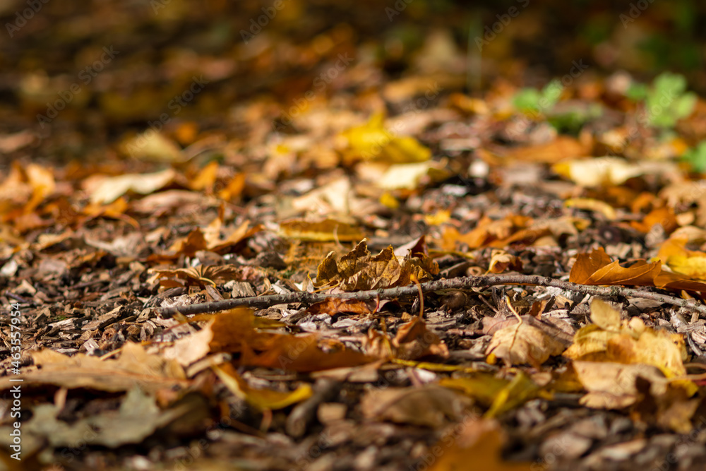 Many colorful autumn leaves on a pathway through the woods for hiking tourists in idyllic countryside with vibrant colors in september and october as seasonal indian summer time in rural woodland