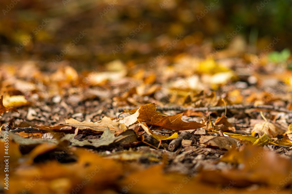Many colorful autumn leaves on a pathway through the woods for hiking tourists in idyllic countryside with vibrant colors in september and october as seasonal indian summer time in rural woodland Many colorful autumn leaves on a pathway through the woods for hiking tourists in idyllic countryside with vibrant colors in september and october as seasonal indian summer time in rural woodland