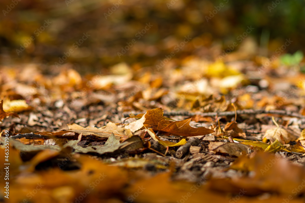 Many colorful autumn leaves on a pathway through the woods for hiking tourists in idyllic countryside with vibrant colors in september and october as seasonal indian summer time in rural woodland