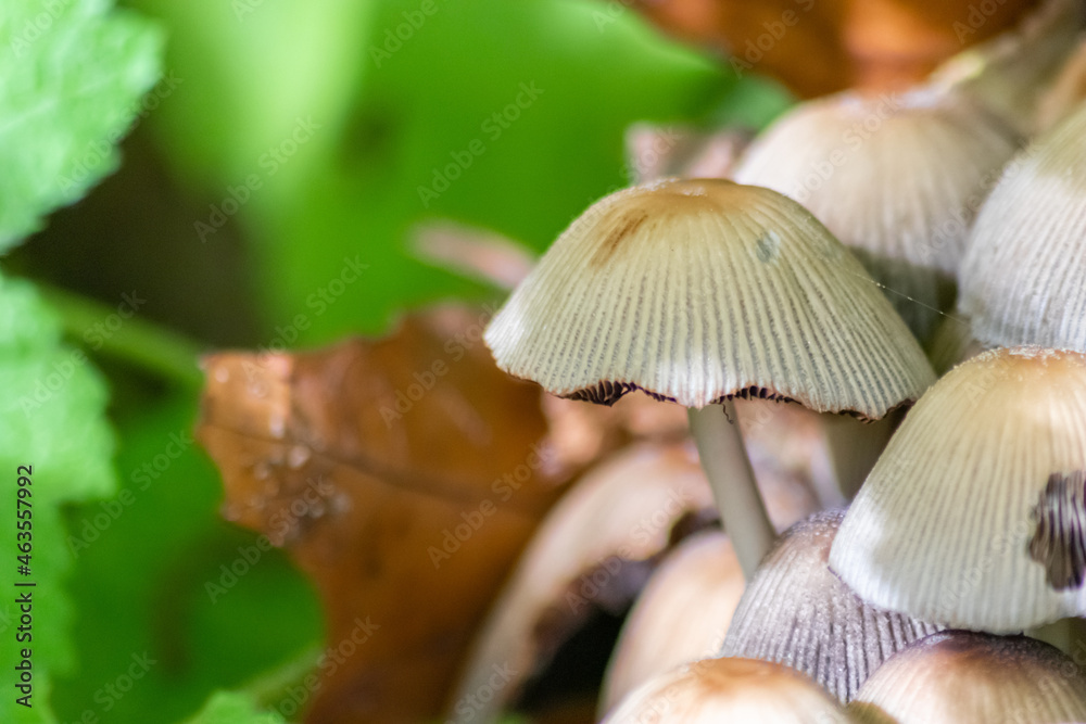 Big mushrooms in a forest found on mushrooming tour in autumn with brown foliage in backlight on the ground in mushroom season as delicious but possibly poisonous and dangerous forest fruit Big mushrooms in a forest found on mushrooming tour in autumn with brown foliage in backlight on the ground in mushroom season as delicious but possibly poisonous and dangerous forest fruit