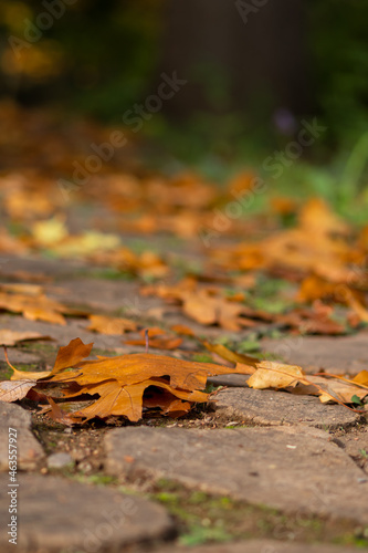 Many colorful autumn leaves on a pathway through the woods for hiking tourists in idyllic countryside with vibrant colors in september and october as seasonal indian summer time in rural woodland