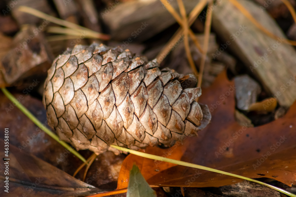 Ripe pine cone on a branch is spreading its seeds with the wind as delicious snack for squirrels and other rodents in a natural forest growing to new pine trees with fresh green as Christmas symbol Ripe pine cone on a branch is spreading its seeds with the wind as delicious snack for squirrels and other rodents in a natural forest growing to new pine trees with fresh green as Christmas symbol