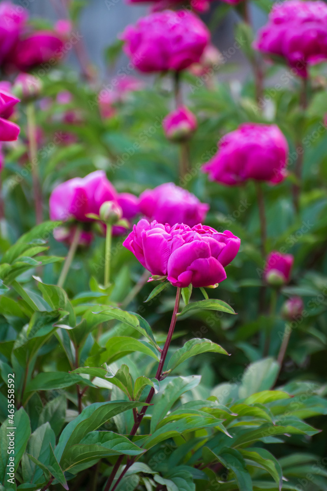 Seasonal blossoming of colorful big peony roses in garden