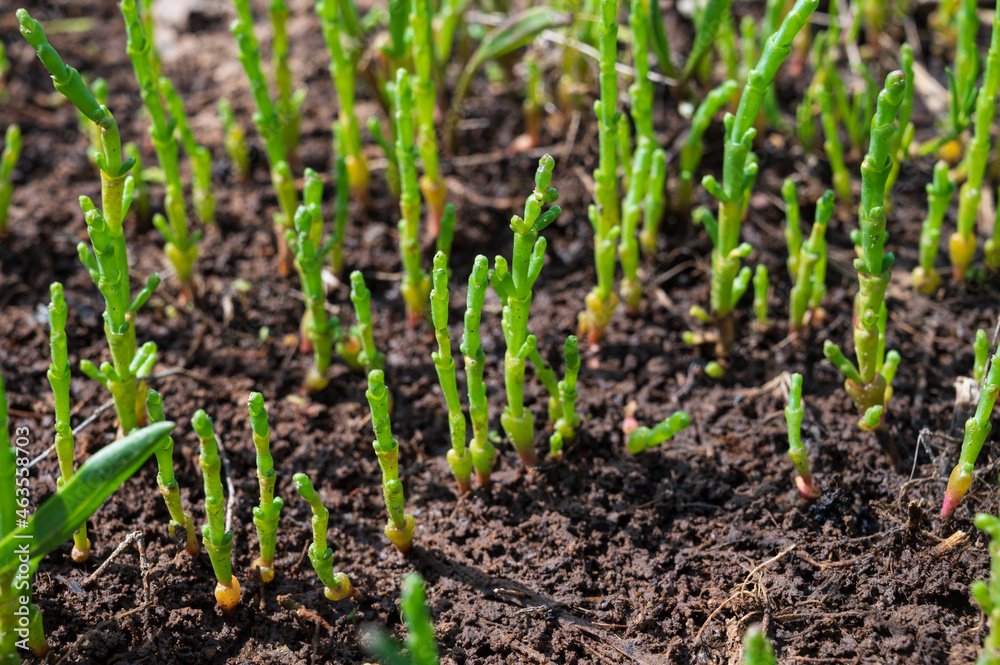 Botanical collection, edible sea succulent plant, Salicornia or sea glassworth weed, growing on salt marshes Botanical collection, edible sea succulent plant, Salicornia or sea glassworth weed, growing on salt marshes