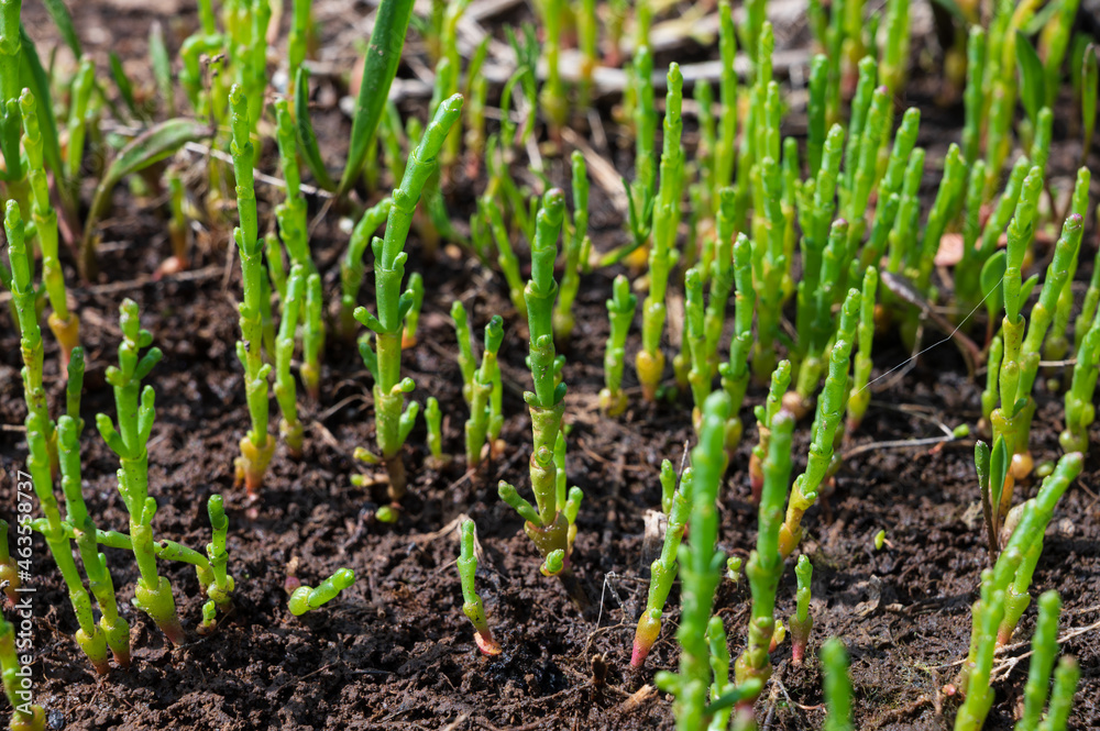 Obraz premium Botanical collection, edible sea succulent plant, Salicornia or sea glassworth weed, growing on salt marshes
