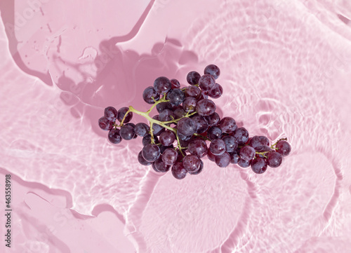 Fresh, juicy cluster of black muscat grapes standing in the water against pastel pink purple background. Washing fruit idea. Natural, healthy, autumn food concept. Minimal flat lay.