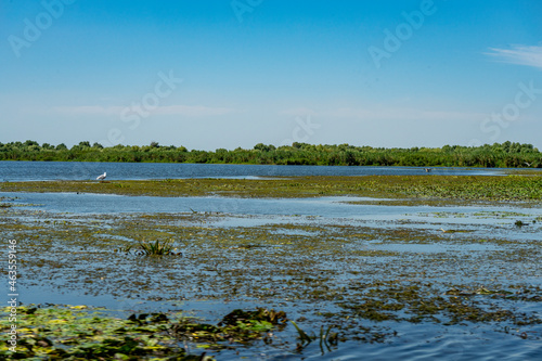 Landscape with waterline,  birds,  reeds and vegetation in Danube Delta,  Romania