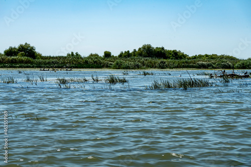 Landscape with waterline,  birds,  reeds and vegetation in Danube Delta,  Romania