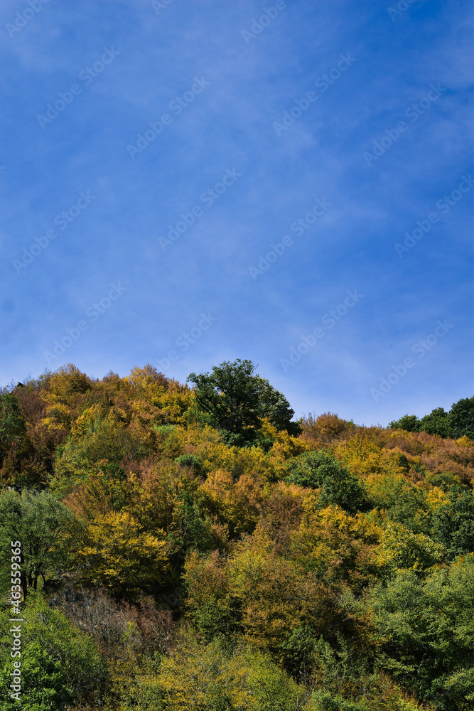 autumn forest in the mountains