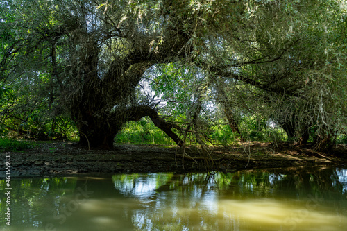 Landscape with waterline,  birds,  reeds and vegetation in Danube Delta,  Romania