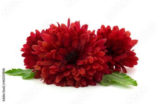 red chrysanthemum with green leaves on a white background