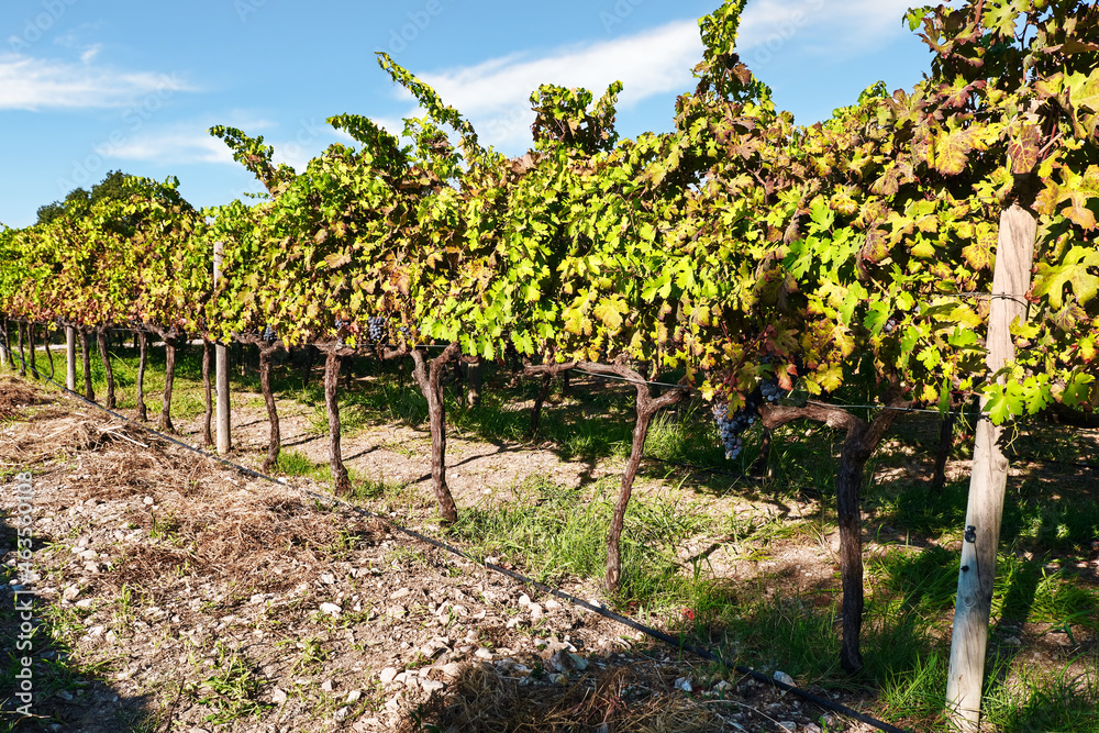 Vineyard in Urla, Izmir, Turkey