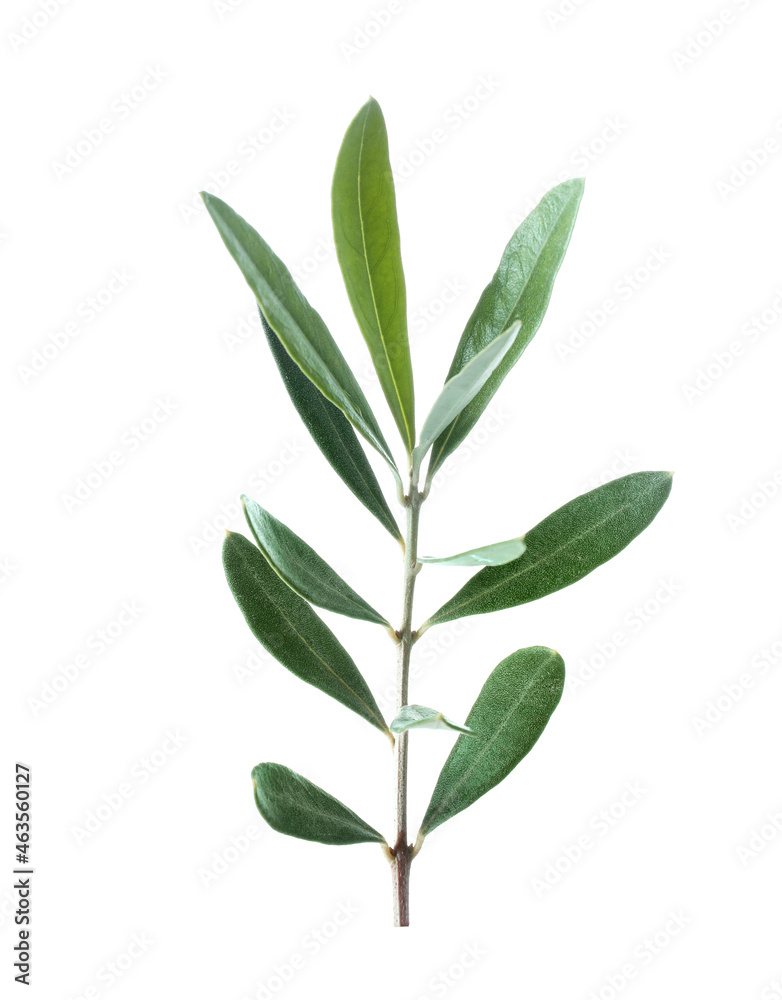 Olive green branch isolated on white background. Ssymbol of peace