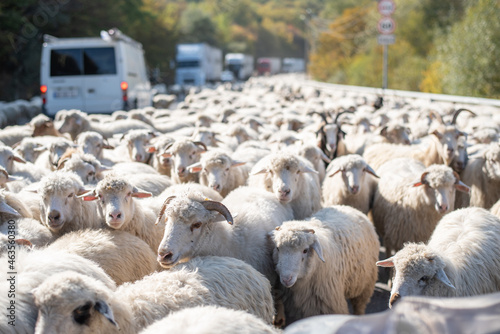  Endless herd sheep moving along highway in mountains. Animals interfere with passage of cars. Cars stopped and let large herd pass.