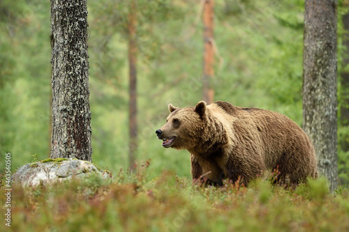 Big male brown bear in the forest at summer