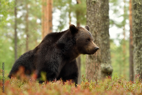 Brown bear sitting in the forest