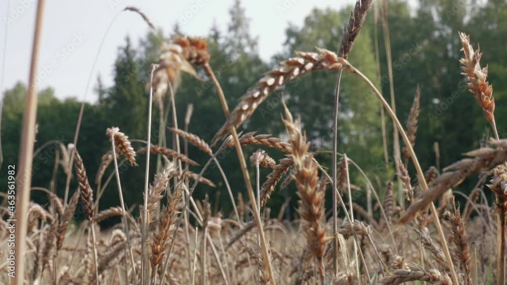Close up of a wheat field sustainable organic farming Close up of a wheat field sustainable organic farming