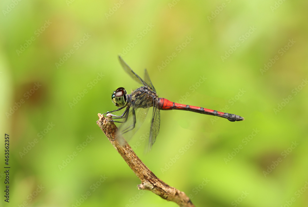 Orthetrum villosovittatum, a red big dragonfly from Indonesian New Guinea Orthetrum villosovittatum, a red big dragonfly from Indonesian New Guinea