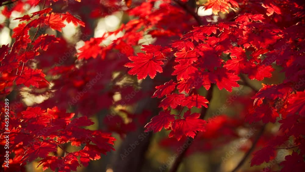 Bright red maple leaves slightly moving on the tree branches lightened with sunshine. Clear and sunny autumn day. Beautiful fall in the park, light wind waves the leaves Bright red maple leaves slightly moving on the tree branches lightened with sunshine. Clear and sunny autumn day. Beautiful fall in the park, light wind waves the leaves