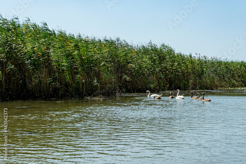 Landscape with family of swans over water waves,  photographed in Danube Delta,  Romania, summer day