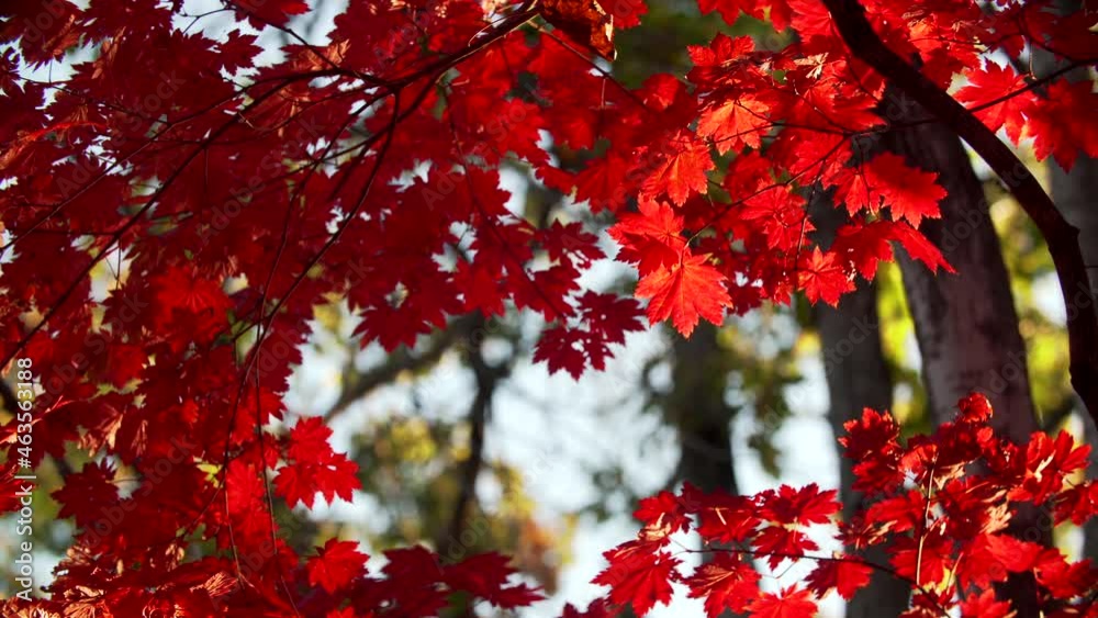 View from below of a tree branch with amazing red maple leaves slightly moving on it and lightened with sunshine. Autumn in nature. Fall in the park. 