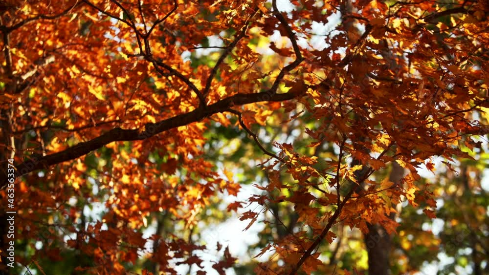 View from below of a tree branch with bright yellow maple leaves slightly rustling on it and lightened with sunshine. Autumn in nature. Fall in the park. View from below of a tree branch with bright yellow maple leaves slightly rustling on it and lightened with sunshine. Autumn in nature. Fall in the park.
