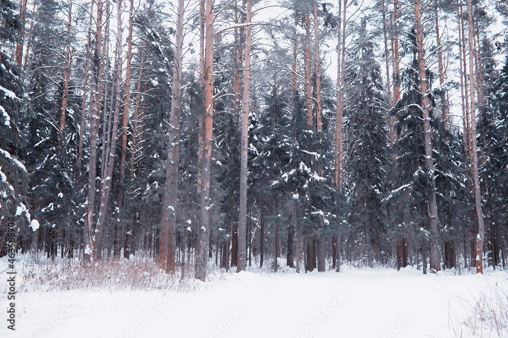 Fototapeta premium Winter forest landscape. Tall trees under snow cover. January frosty day in the park.
