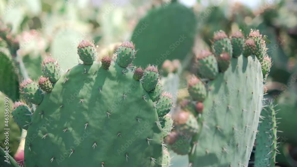 Bright sunlight on Mexican nopal plant with blurry background.