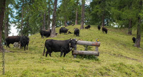 Vaches de combat Herens avec des cloches dans un alpage estival au col de Lein au-dessus de la Luy, à saxon en Suisse avec une forêt de sapins