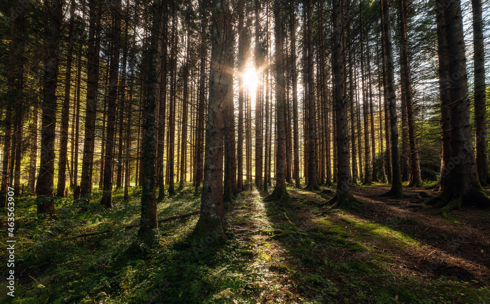 sunrays through the trees in the autumn forest sunrays through the trees in the autumn forest
