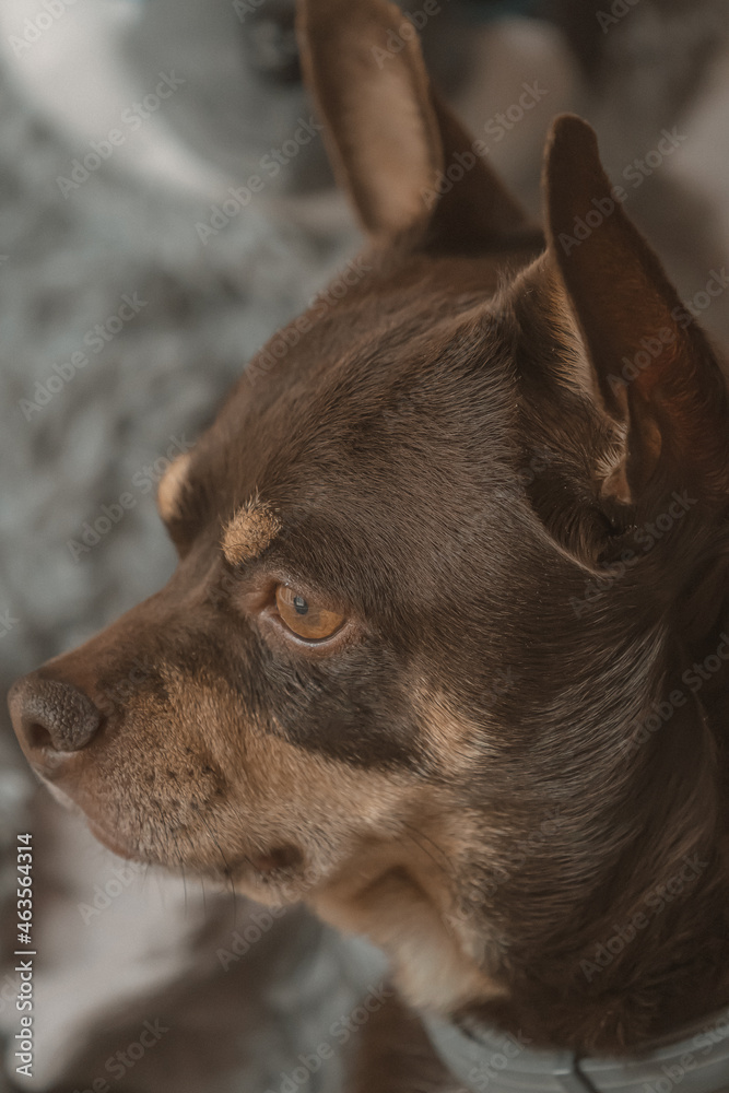 PORTRAIT OF BROWN CHIHUAHUA DOG LOOKING PORTRAIT OF BROWN CHIHUAHUA DOG LOOKING
