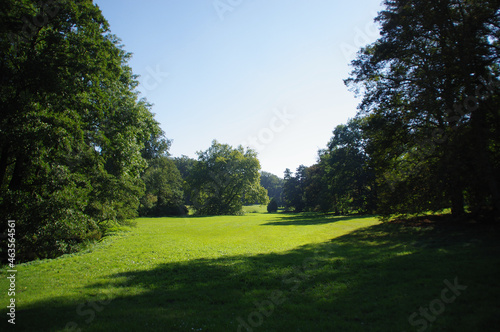 Fototapeta Naklejka Na Ścianę i Meble -  A perfect green meadow among the trees with a forest in the background