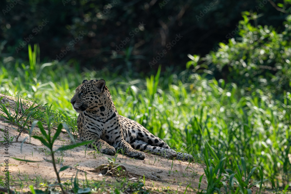 Jaguar Jaguar