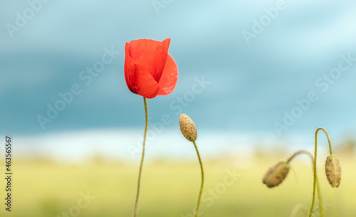 Red poppy flowers against the sky. Shallow depth of field