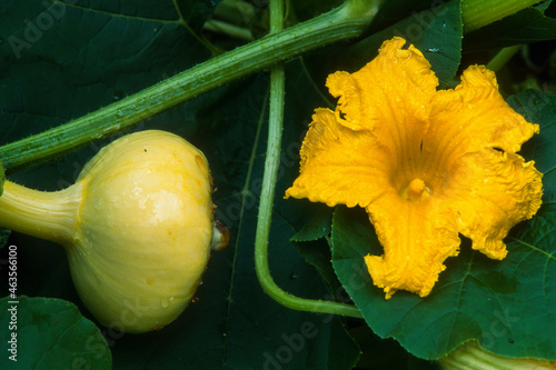 Fotografie Potiron, Cucurbita maxima