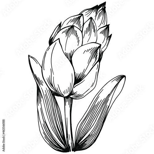 Sage vector isolated plant with leaves. Herbal engraved style illustration. Detailed organic product sketch.The best for design logo, menu, label, icon, stamp.