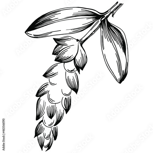 Sage vector isolated plant with leaves. Herbal engraved style illustration. Detailed organic product sketch.The best for design logo, menu, label, icon, stamp.