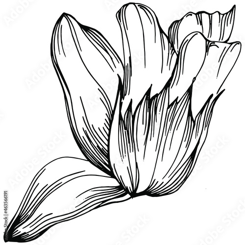 Sage vector isolated plant with leaves. Herbal engraved style illustration. Detailed organic product sketch.The best for design logo, menu, label, icon, stamp.