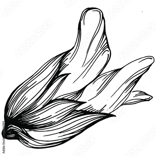 Sage vector isolated plant with leaves. Herbal engraved style illustration. Detailed organic product sketch.The best for design logo, menu, label, icon, stamp.