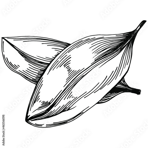 Sage vector isolated plant with leaves. Herbal engraved style illustration. Detailed organic product sketch.The best for design logo, menu, label, icon, stamp.