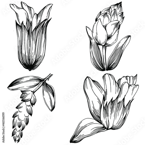 Sage vector isolated plant with leaves. Herbal engraved style illustration. Detailed organic product sketch.The best for design logo, menu, label, icon, stamp.