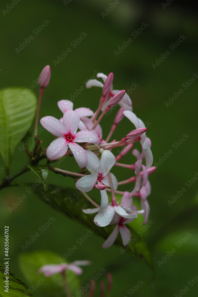 pink and white flowers, vinca