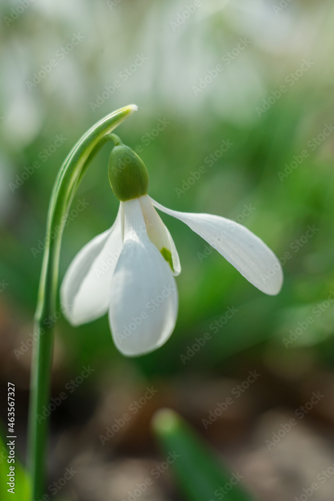 Soft focused macro snowdrops spring first oniony. Beautiful group of blooming white flowers, good for greeting postcard. Soft focused macro snowdrops spring first oniony. Beautiful group of blooming white flowers, good for greeting postcard.