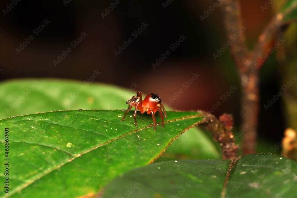 The Red Tiny Jumping Spider on the green leaf, showing its side view The Red Tiny Jumping Spider on the green leaf, showing its side view