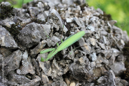 praying mantis on the ground