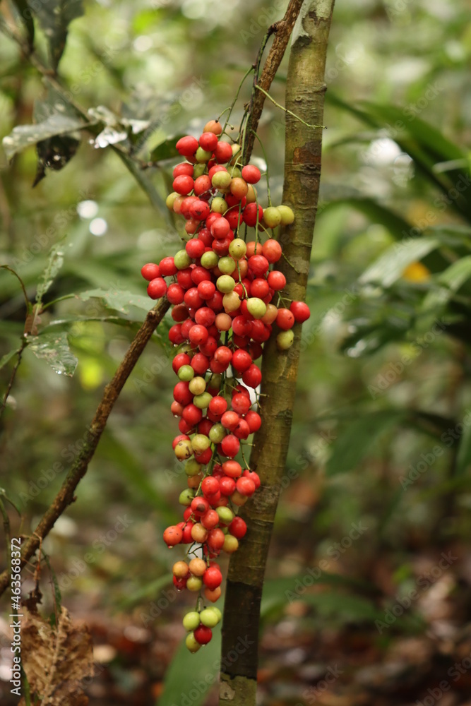 red ripe fruit from remote forest in indonesian new guinea red ripe fruit from remote forest in indonesian new guinea