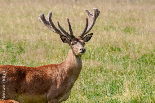 The Red Deer (Cervus elaphus) in Poland © Nick Taurus