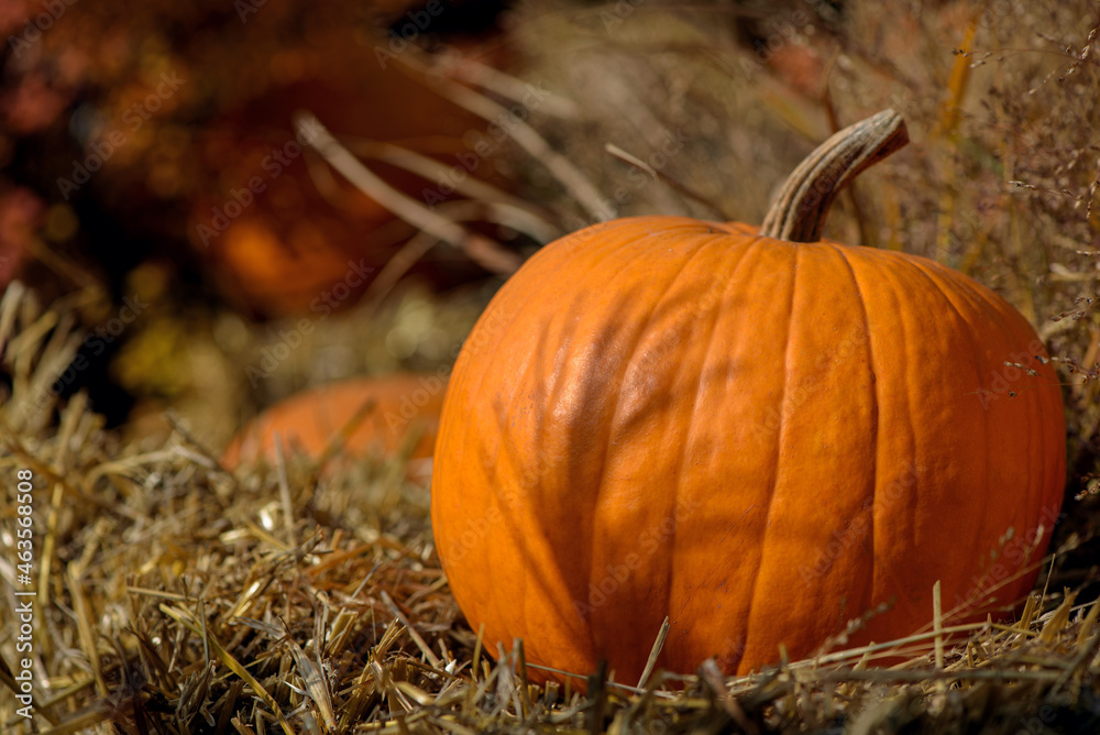 Single orange pumpkin on hay on sunny day. Copy space.