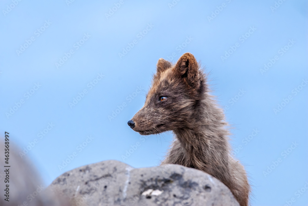 Obraz premium Pribilof Islands Arctic Fox (Alopex lagopus pribilofensis) at St. George Island, Pribilof Islands, Alaska, USA
